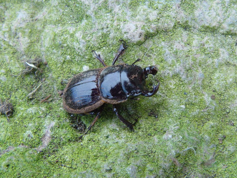 Geodorcus sororum